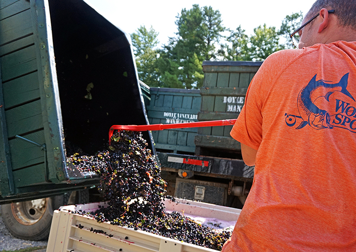 Raking grapes